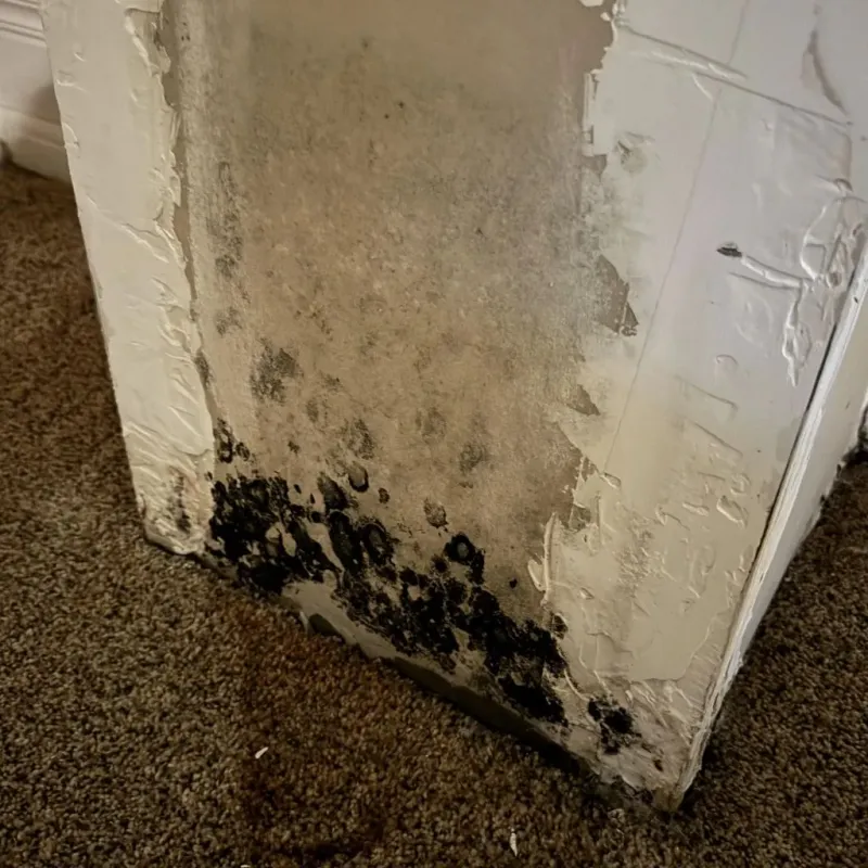 Professional Mold Removal in Westmont, CA